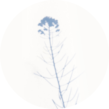 https://www.elihalm.com/wp-content/webpc-passthru.php?src=https://www.elihalm.com/wp-content/uploads/2021/10/Rashlanut_articles.png&nocache=1